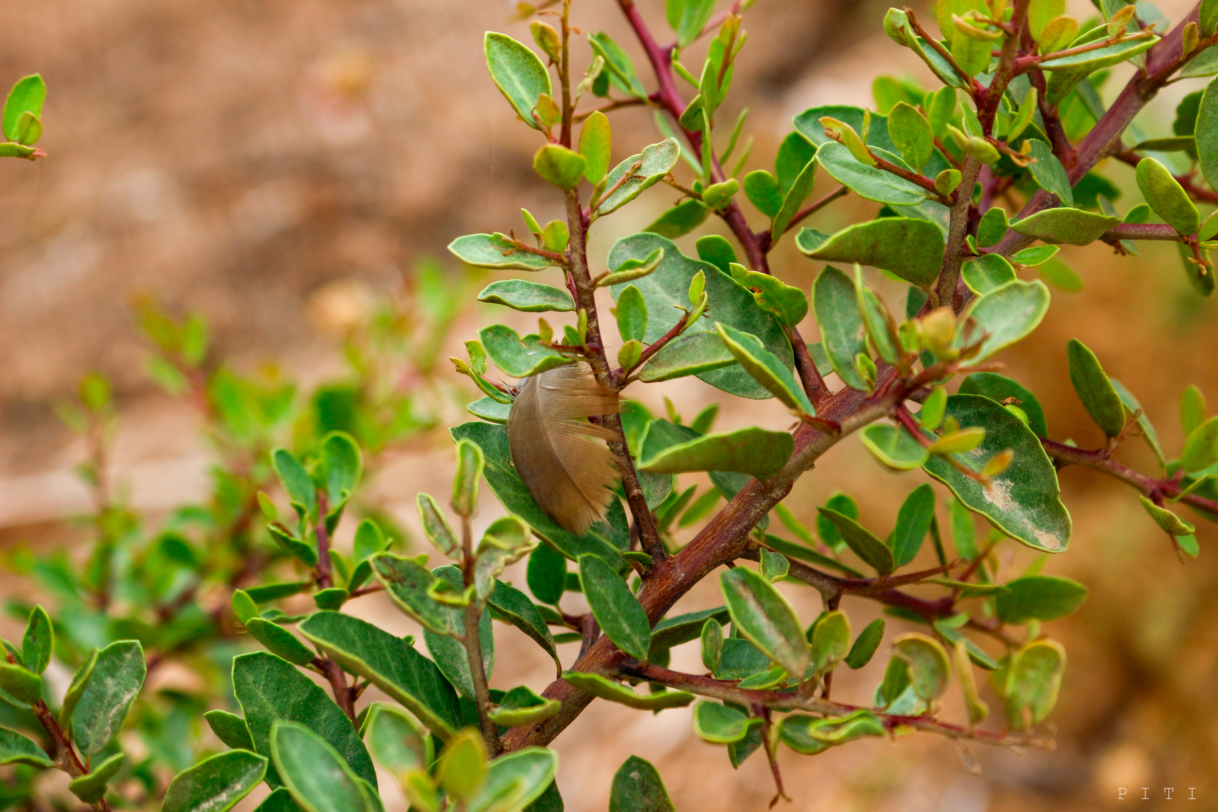 Cerco Verde